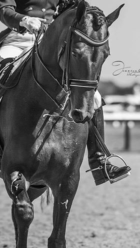 Skye Park Classic Dressage Competition