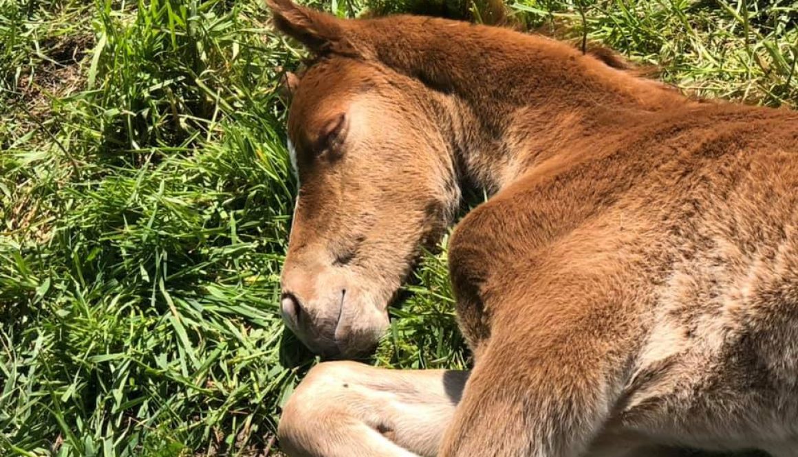 Black-Sterling-Forza-2