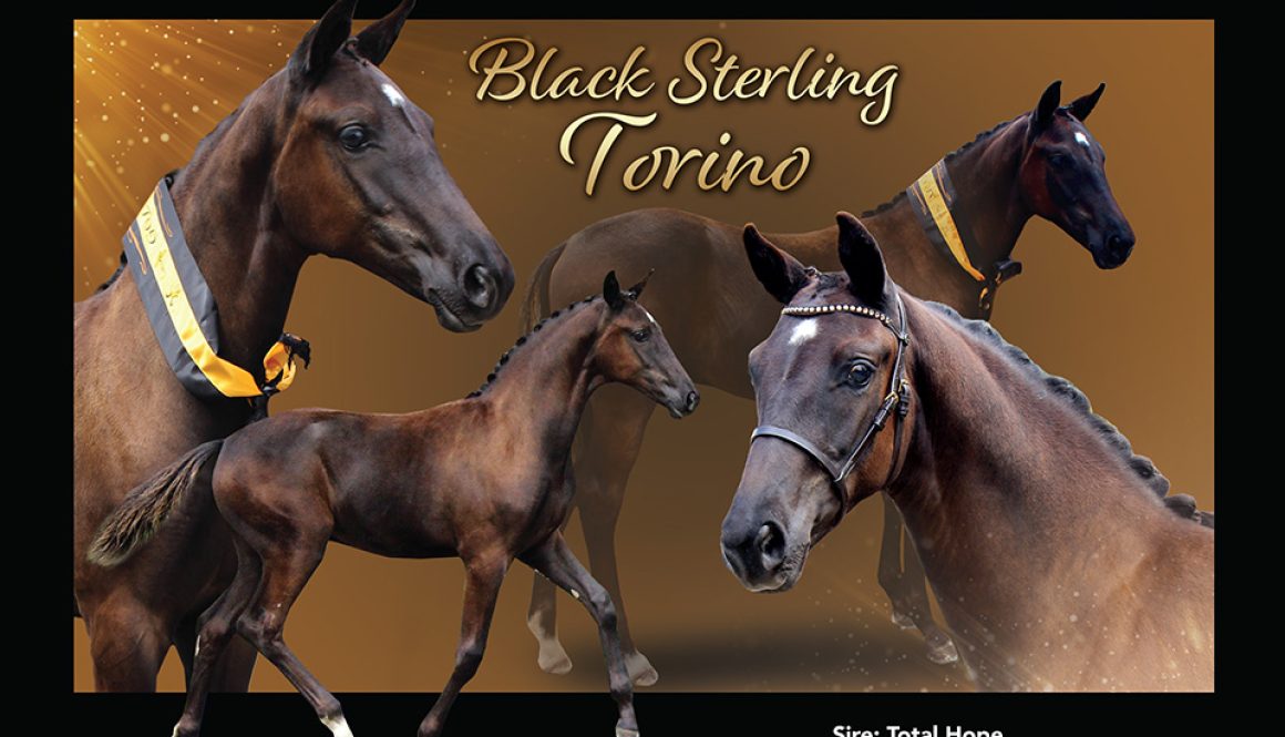 2022-April-Black-Sterling-Torino-v3-(1)